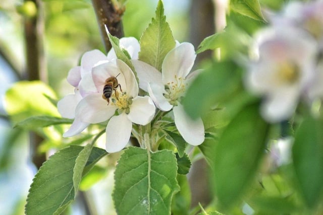 Teresa Williams snapped this bee pollinating the apple tree in her garden
