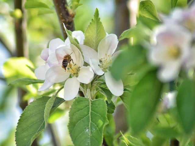 Teresa Williams snapped this bee pollinating the apple tree in her garden