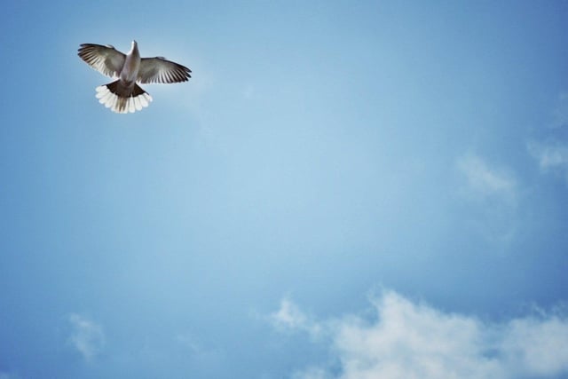 Teresa Williams sent in this picture of a collared dove in flight over her garden