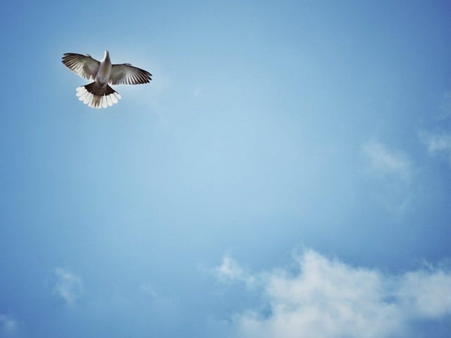 Teresa Williams sent in this picture of a collared dove in flight over her garden