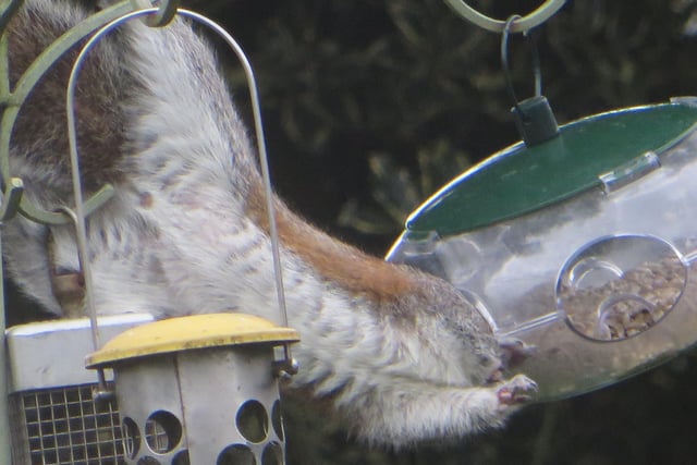Helen Abbott from Billingshurst sent this picture of a cheeky squirrel helping itself to food from a feeder which claimed only small birds would have access to
