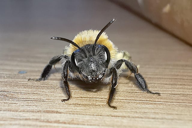 Alex Moser snapped this bumblebee in his kitchen after it had drunk some water from a teaspoon