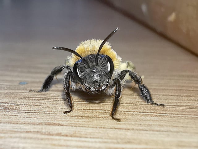 Alex Moser snapped this bumblebee in his kitchen after it had drunk some water from a teaspoon
