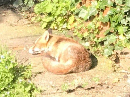 Geoff Patmore snapped this snoozing fox