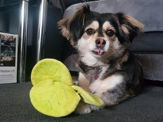 Nicky Smith shared this picture of Zoe. She said: "We got a year ago and she has brought a lot of love and happiness to us from the day we got her and she brings us even more with being in lockdown."