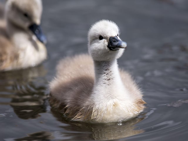 A family of cygnets took to the lake with their parents SUS-200405-103504001