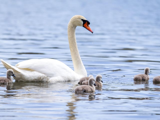A family of cygnets took to the lake with their parents SUS-200405-103623001