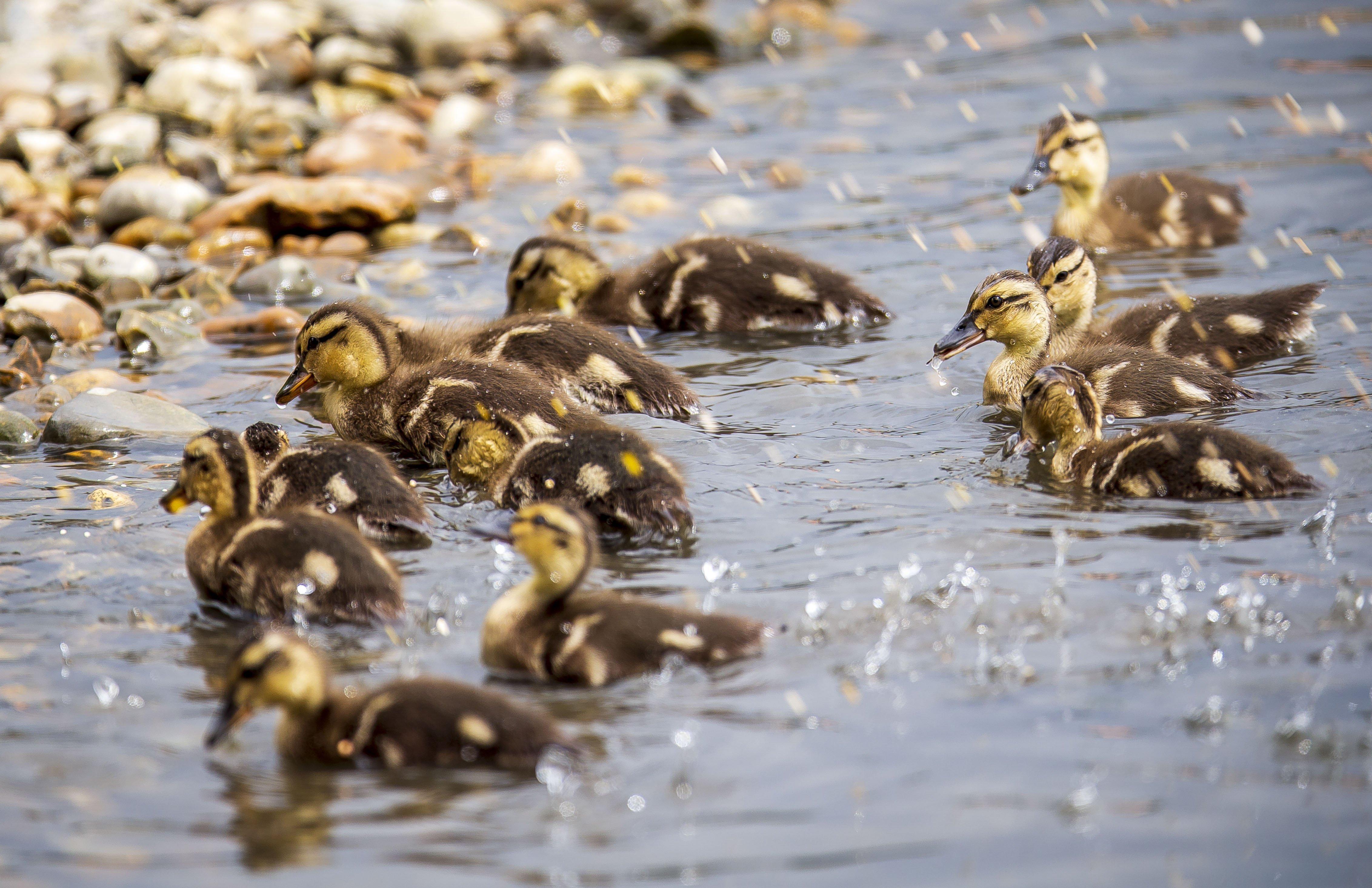A family of ducklings on Brooklands Lake SUS-200405-103249001