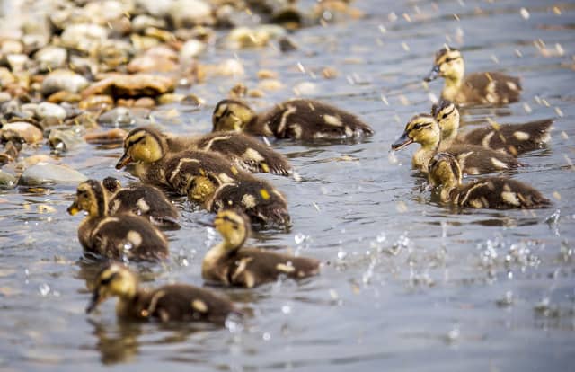 A family of ducklings on Brooklands Lake SUS-200405-103249001
