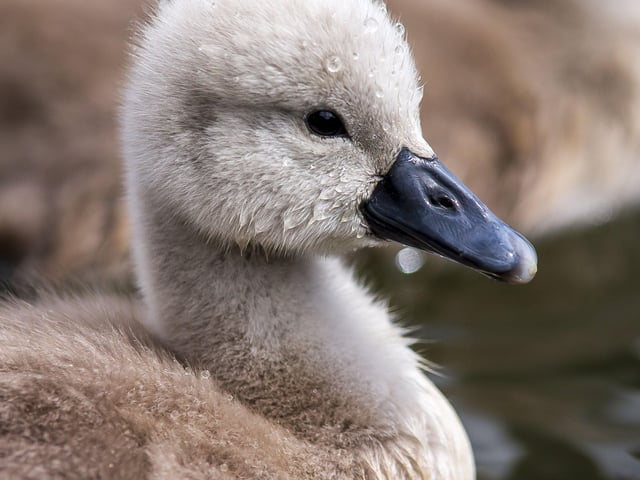 A family of cygnets took to the lake with their parents SUS-200405-103407001