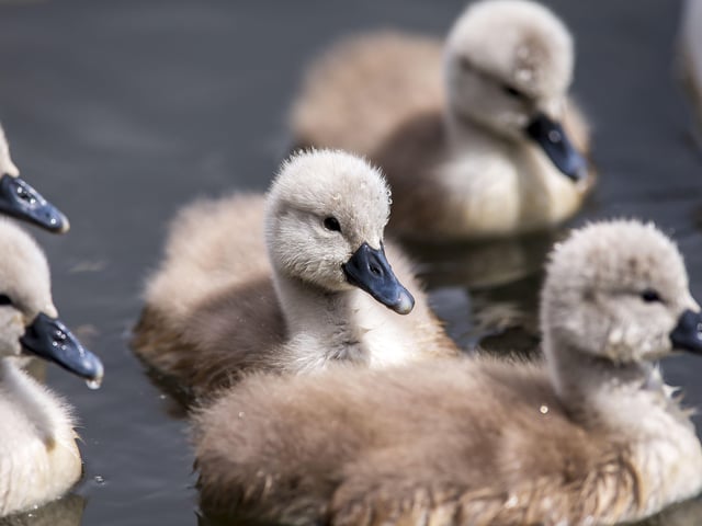 A family of cygnets took to the lake with their parents SUS-200405-103418001