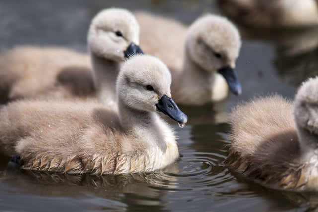A family of cygnets took to the lake with their parents SUS-200405-103430001