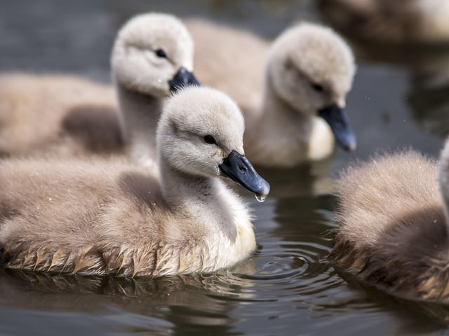 A family of cygnets took to the lake with their parents SUS-200405-103430001