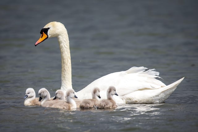 A family of cygnets took to the lake with their parents SUS-200405-103538001