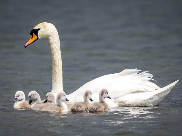 A family of cygnets took to the lake with their parents SUS-200405-103538001