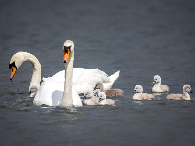 A family of cygnets took to the lake with their parents SUS-200405-103549001