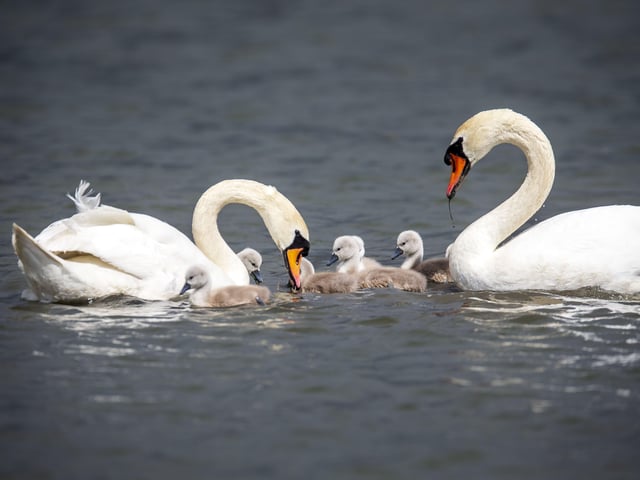 A family of cygnets took to the lake with their parents SUS-200405-103600001