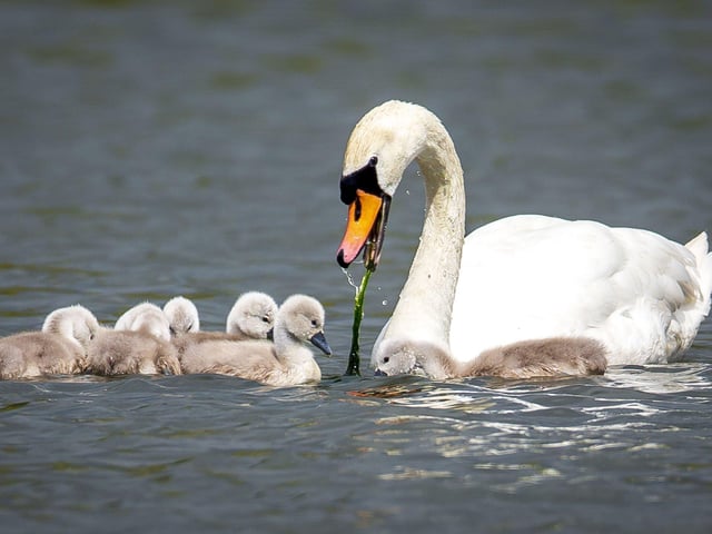 A family of cygnets took to the lake with their parents SUS-200405-103612001