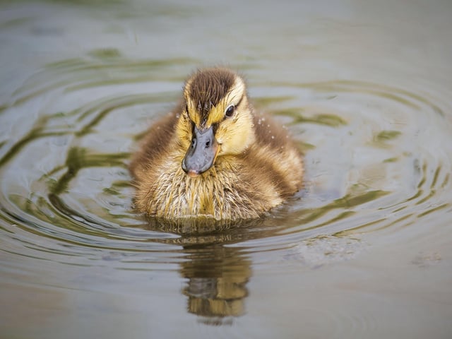 A family of ducklings on Brooklands Lake SUS-200405-103300001