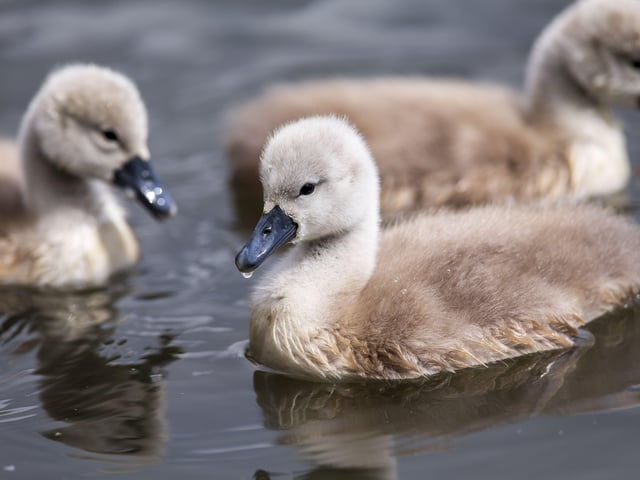A family of cygnets took to the lake with their parents SUS-200405-103515001