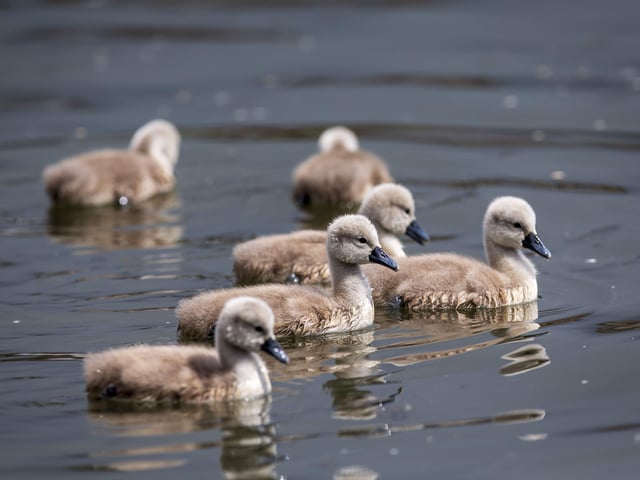 A family of cygnets took to the lake with their parents SUS-200405-103527001