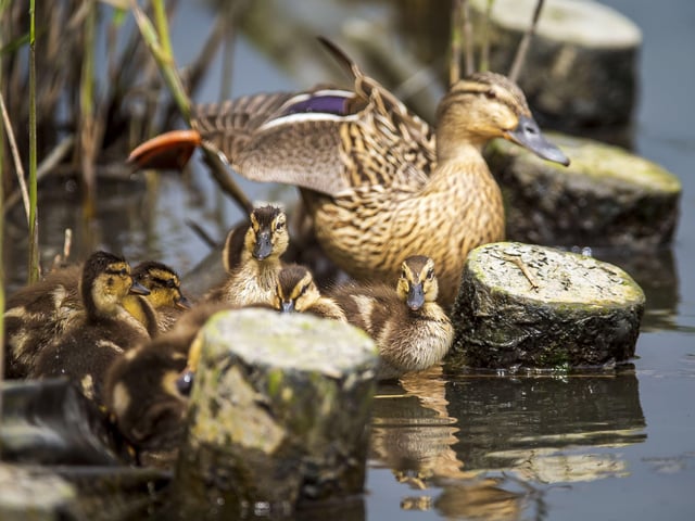A family of ducklings on Brooklands Lake SUS-200405-103323001