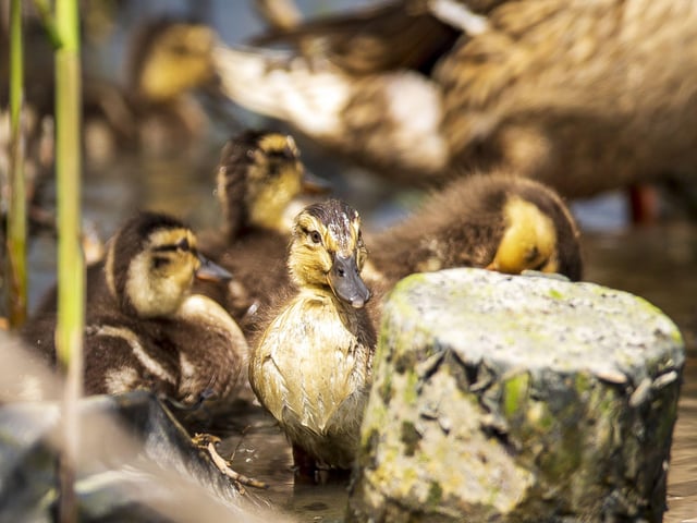 A family of ducklings on Brooklands Lake SUS-200405-103334001