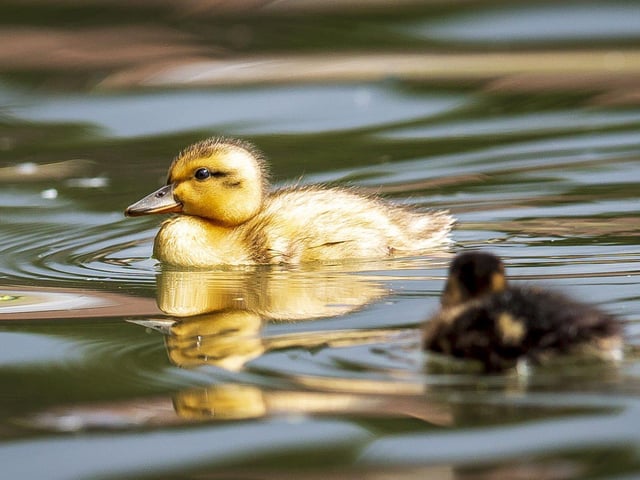 A family of ducklings on Brooklands Lake SUS-200405-103345001
