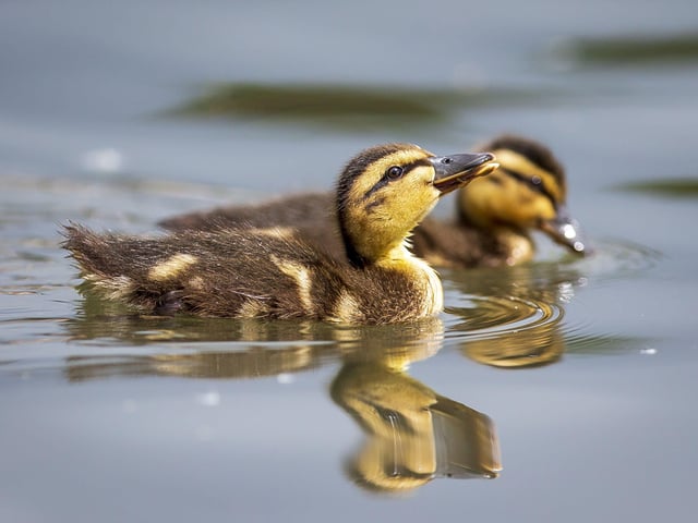A family of ducklings on Brooklands Lake SUS-200405-103356001