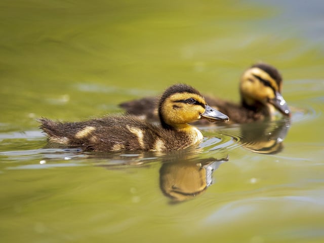 A family of ducklings on Brooklands Lake SUS-200405-103441001
