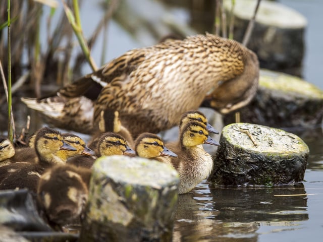 A family of ducklings on Brooklands Lake SUS-200405-103311001