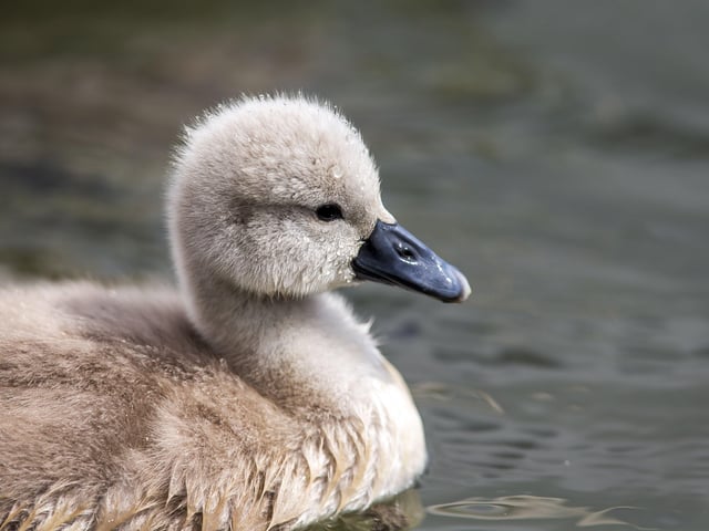 A family of cygnets took to the lake with their parents SUS-200405-103452001