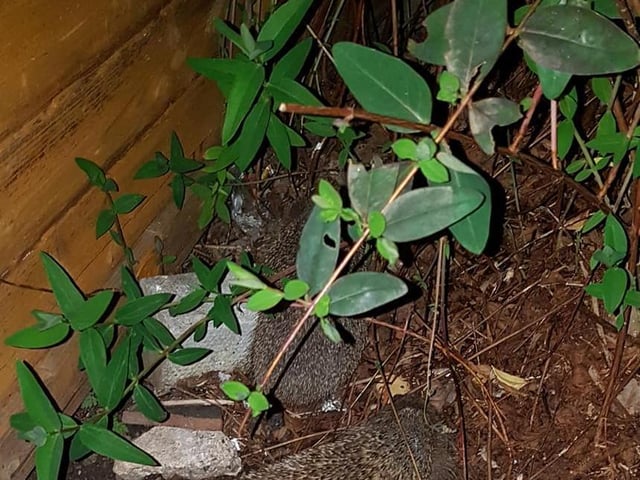 Loretta Taylor's photo of a pair of hedgehogs