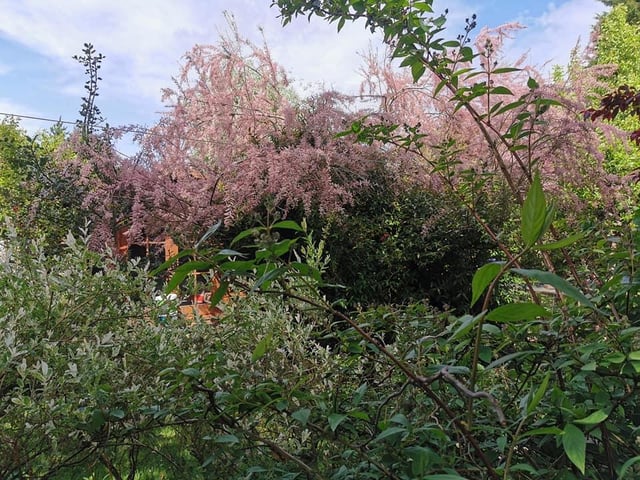 Sue Price, Burgess Hill