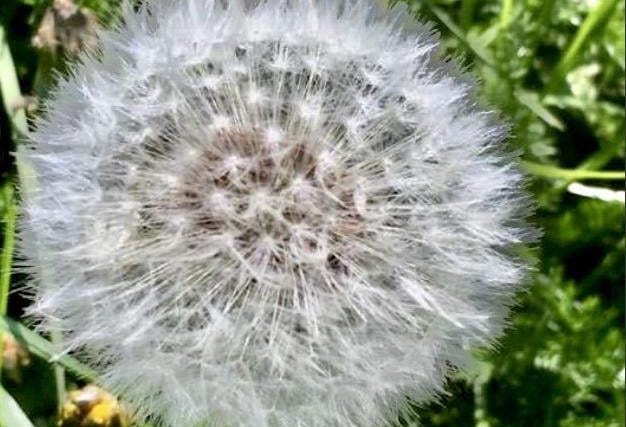 "I wish"! says Anne Norton, who captured this full dandelion clock with an iPhone. SUS-200705-090228001