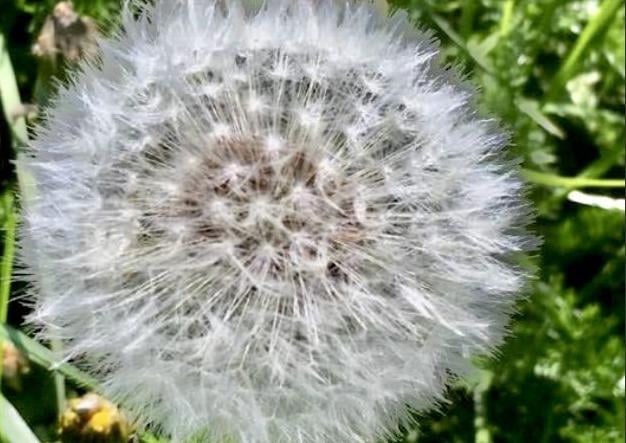 "I wish"! says Anne Norton, who captured this full dandelion clock with an iPhone. SUS-200705-090228001