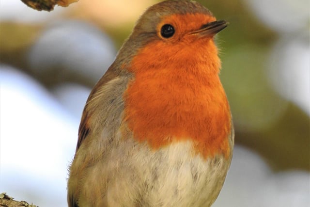 A happy little robin in Westham, by Rob Torre. SUS-200705-090813001