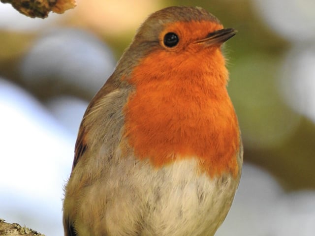 A happy little robin in Westham, by Rob Torre. SUS-200705-090813001