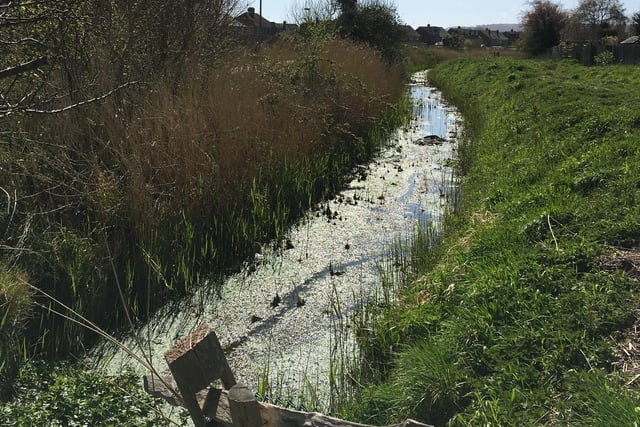 Sarah Harris took this photo whilst out on her daily exercise. "Horsey Sewer, which runs through Bridgemere, challenges its name as it proves itself to quite lovely as it glistens in the Eastbourne sunshine," she said. SUS-200705-090444001