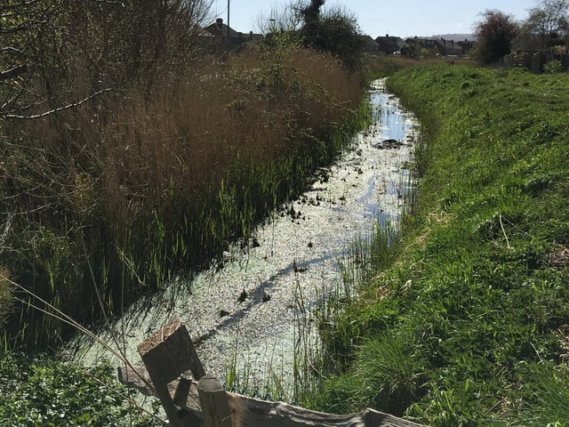 Sarah Harris took this photo whilst out on her daily exercise. "Horsey Sewer, which runs through Bridgemere, challenges its name as it proves itself to quite lovely as it glistens in the Eastbourne sunshine," she said. SUS-200705-090444001