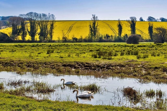 Eileen Kilgour took this luminous photo of two swans in the Cuckmere near Alfriston on a gloriously sunny day. SUS-200705-091124001