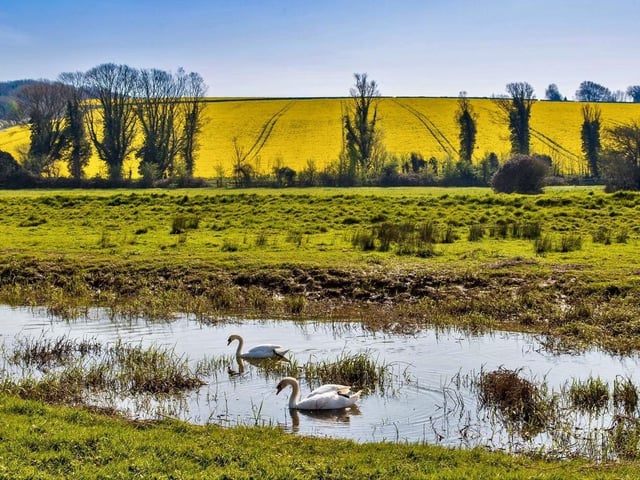 Eileen Kilgour took this luminous photo of two swans in the Cuckmere near Alfriston on a gloriously sunny day. SUS-200705-091124001