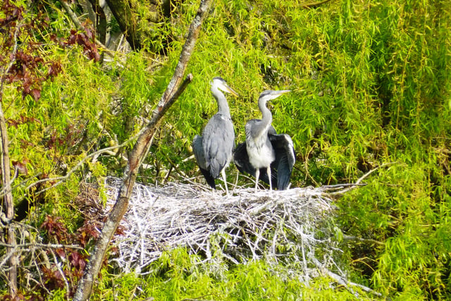 "That's what you call a nest!" says Roger Grout. who snapped these two herons in Hampden Park with a Lumix tz57 camera. SUS-200705-091433001