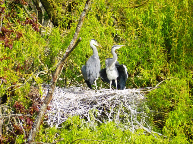 "That's what you call a nest!" says Roger Grout. who snapped these two herons in Hampden Park with a Lumix tz57 camera. SUS-200705-091433001