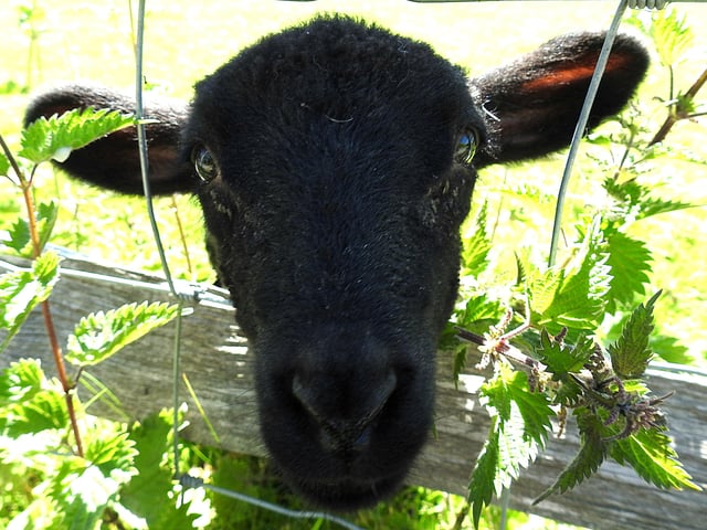 "Hello, is it ewe?" Rob Torre caught up with this little lamb whilst out for a walk on Pevensey Marshes. SUS-200705-092019001