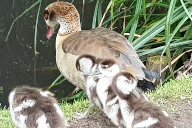 Egyptian goose with her youngsters. Taken at Hampden Park by Bob Newton, with a Samsung Galaxy smartphone. SUS-200705-094409001