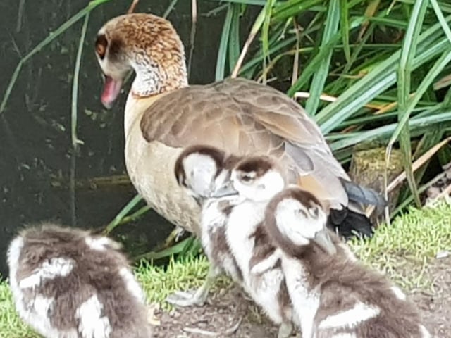 Egyptian goose with her youngsters. Taken at Hampden Park by Bob Newton, with a Samsung Galaxy smartphone. SUS-200705-094409001