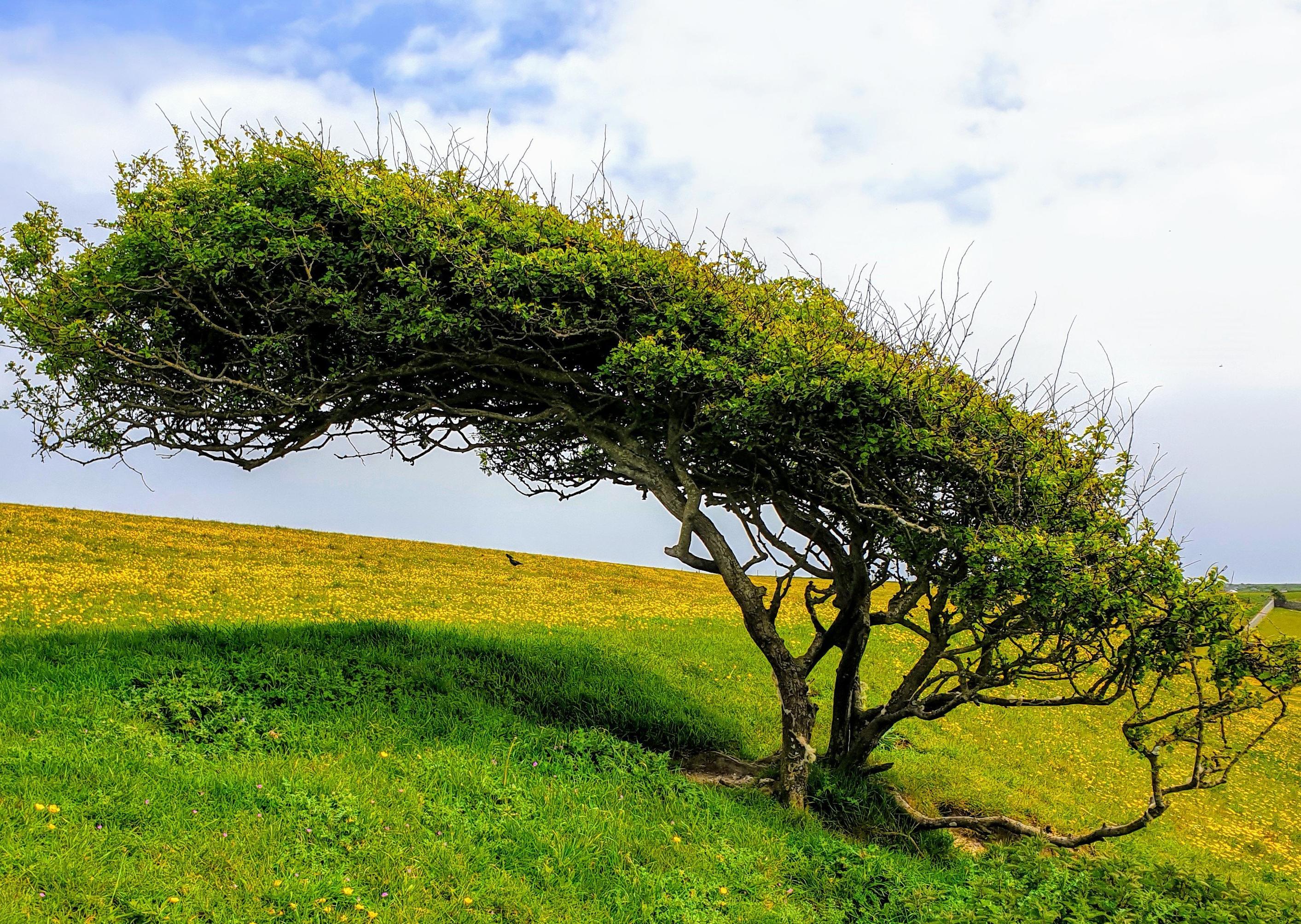 Marilyn Milton took this shot of a windswept tree on the Downs whilst out on a walk in and around East Dean. The picture was taken with a Samsung Galaxy smartphone. SUS-200705-090043001