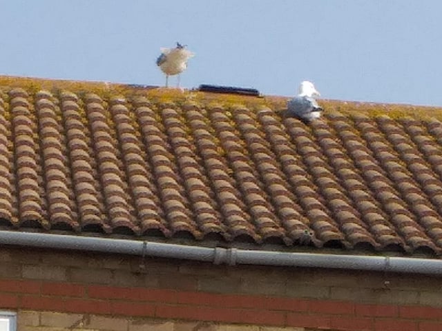 Seagulls doing their bit social distancing, by Mandi Lofts. SUS-200705-093252001