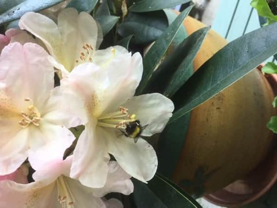 Janet Gray from Tilgate, Crawley, sent this photo she took over the weekend. She said: "I have a very pretty pink peach rhododendron. I was watering my flowers tonight and saw we had a little visitor. He was so tiny. He must have been working hard all day he had so much pollen on his leg Im surprised he could take off and fly!"